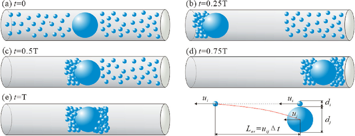 Orthokinetic agglomeration process under acoustic oscillation