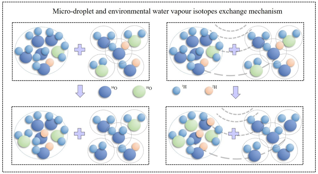 Micro-droplet vapor isotope-exchange model processes between micro-droplet groups and environmental water vapor